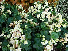 429 Longwood Gardens [2008 August 23]